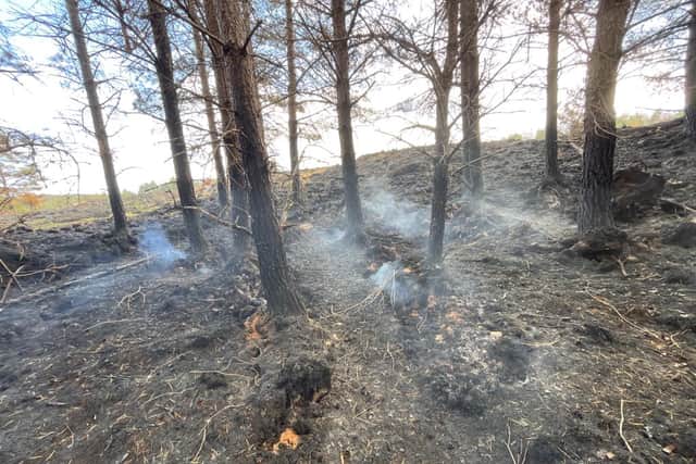 RSPB Scotland said many ground-nesting birds, including black grouse, had lost chicks or eggs in the blaze just south of Inverness, and hundreds of native trees planted to regenerate habitats the reserve were also destroyed.