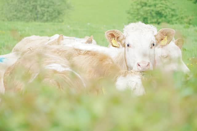 CCC recommended herds be reduced in UK meanwhile farming unions have reported seeing increase in cheap meat products coming in from other countries
