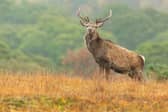 Highland estate in Cairngorms National Park taken over by Oxygen Conservation 