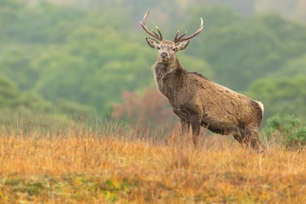 Highland estate in Cairngorms National Park taken over by Oxygen Conservation 