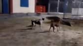 Three dogs chase off 10ft crocodile.