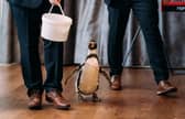 Groom surprises bride with penguin ring bearer at wedding.
