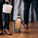 Groom surprises bride with penguin ring bearer at wedding.