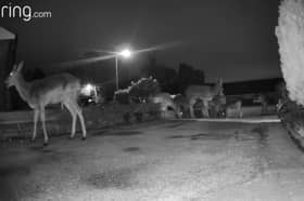 Herd of deer graze in resident’s front garden.