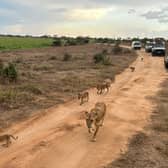 A family of lions passed right by our jeeps (Photo: Amber Allott/NationalWorld)