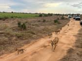 A family of lions passed right by our jeeps (Photo: Amber Allott/NationalWorld)