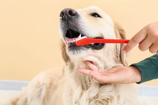 Brushing your dog's teeth can stop problems occurring later in life.