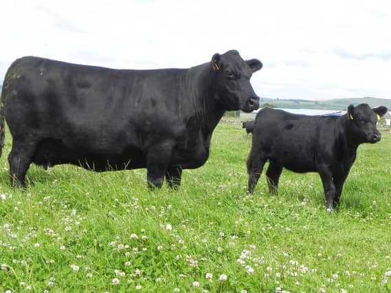 South west farmers with positive cases of bluetongue in limbo over busy upcoming cattle sales