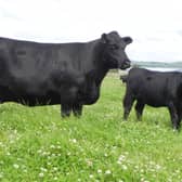 South west farmers with positive cases of bluetongue in limbo over busy upcoming cattle sales 