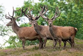 Deer numbers have been cut by more than half in a scenic area of the Highlands after a joint effort between land managers and groups working together to manage the population 