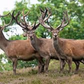 Deer numbers have been cut by more than half in a scenic area of the Highlands after a joint effort between land managers and groups working together to manage the population 