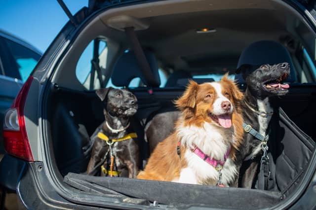 Dogs need a little extra care while travelling in cars over summer.