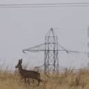 A roe deer spotted in an urban area in Scotland
