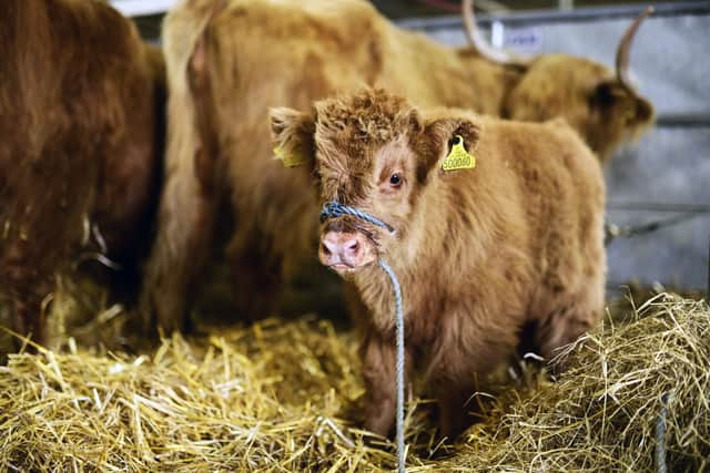 A young calf at the Royal Highland Show. Picture: John Devlin