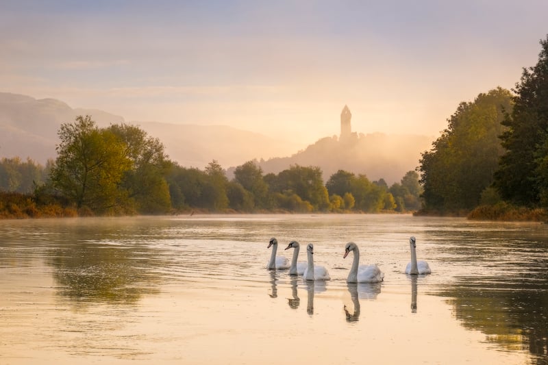 David Queenan has collected a number of accolades, initially winning the Scottish Nature Photographer of the Year competition in 2015 and then more recently the 2023 Wex Photographer of the Year competition. Alongside these awards, he has been annually recognised in both the Scottish and UK Landscape Photographer of the Year competitions and was the runner up in the former on one occasion. Queenan photographed these swans in the river Forth with the Wallace Monument in the background, near Stirling. 