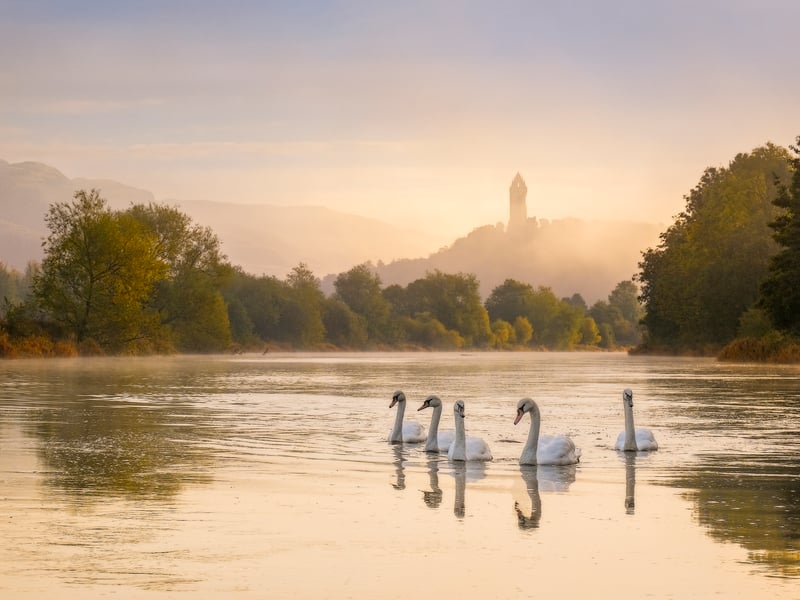 David Queenan has collected a number of accolades, initially winning the Scottish Nature Photographer of the Year competition in 2015 and then more recently the 2023 Wex Photographer of the Year competition. Alongside these awards, he has been annually recognised in both the Scottish and UK Landscape Photographer of the Year competitions and was the runner up in the former on one occasion. Queenan photographed these swans in the river Forth with the Wallace Monument in the background, near Stirling. 