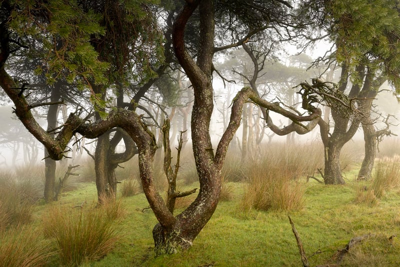 As well as his digital work, Nardini often returns to traditional film photography, using both 35mm and medium format cameras. He feels this allows him to slow down when in the field and to relish the uncertainty and anticipation of what he has captured. This uncertainty is only revealed once he has processed the film, which could be weeks later. 
The Bailaora Statue, which this appears to be named after, is of a female flamenco dancer. 