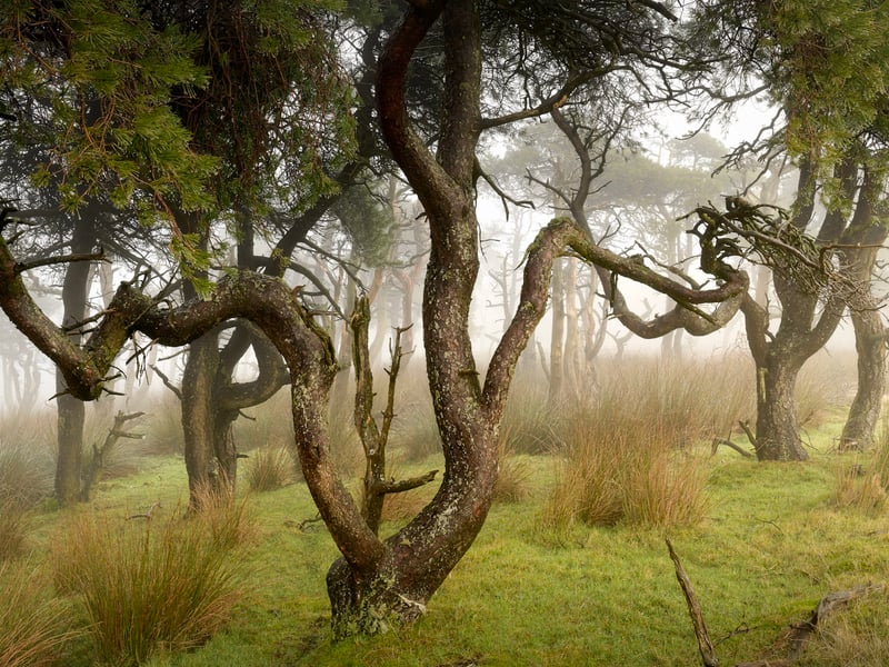 As well as his digital work, Nardini often returns to traditional film photography, using both 35mm and medium format cameras. He feels this allows him to slow down when in the field and to relish the uncertainty and anticipation of what he has captured. This uncertainty is only revealed once he has processed the film, which could be weeks later. 
The Bailaora Statue, which this appears to be named after, is of a female flamenco dancer. 
