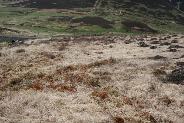 Campaigners have said there are signs where they believe a herbicide has been used in areas where there is dead vegetation and no green shoots at this time of year