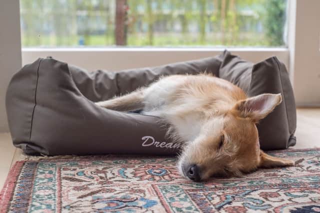 Dogs might need a little more care at night during hot weather to stay healthy and happy.
