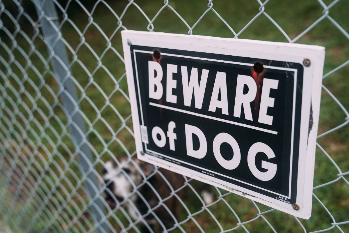 Guard Dogs: Here are the 10 alert breeds of adorable dog you can trust to protect your home - including the bold Rottweiler 🐕