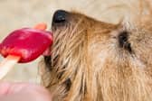 Ice lollies are a great way to keep your pup cool in warm weather - but human versions aren't particularly good for them, often being very high in sugar.