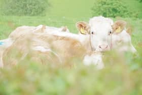 The word 'regenerative' is sometimes viewed as a buzzword that can divide the farming community 