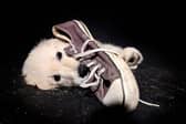 Favourite trainers are often a casualty of destructive dogs.