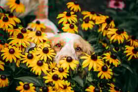 Hay fever can impact dogs in a similar way to humans.