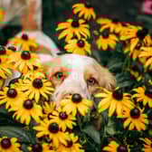 Hay fever can impact dogs in a similar way to humans.