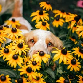 Hay fever can impact dogs in a similar way to humans.