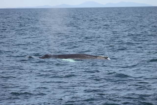 The newest member of humpback whales known to visit Scottish waters 