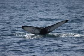 Two humpback whales spotted from wildlife cruise, one of which has never been seen in Scottish waters before 