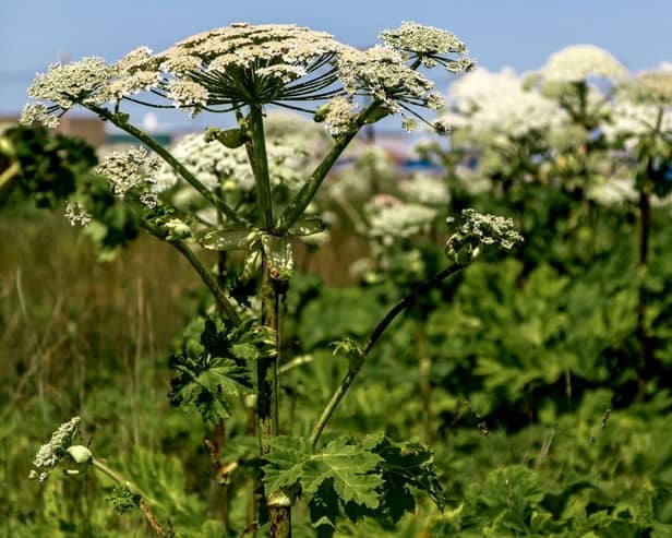Giant Hogweed looks harmless but it can have a big impact on dogs.