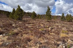Natural regeneration at the site where Muckrach woodland creation is underway 