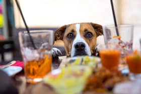 Many pubs welcome well behaved dogs.