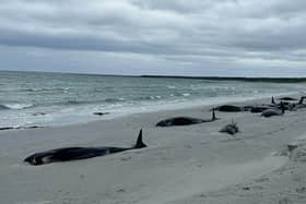 A pod of 77 pilot whales stranded on a beach on Sanday in Orkney in one of the worst reported cases of its kind.