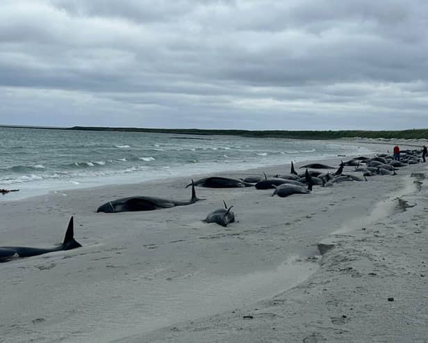 A pod of 77 pilot whales stranded on a beach on Sanday in Orkney in one of the worst reported cases of its kind.