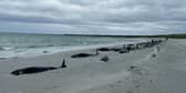 A pod of 77 pilot whales stranded on a beach on Sanday in Orkney in one of the worst reported cases of its kind.