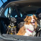 Following a few simple tips can make sure your dog is comfortable during car journeys.