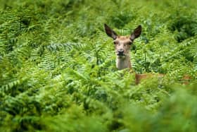 A red deer emerges from bracken during warm weather. Picture: PA