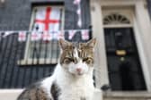 Larry has been a fixture of Downing Street since arriving when David Cameron was Prime Minister (Picture: Hollie Adams/AFP via Getty Images)