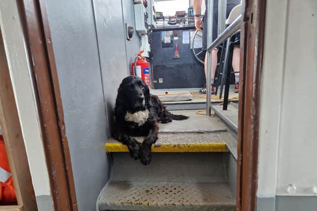 Ferry operator Dougie Robertson's dog Oreo.
