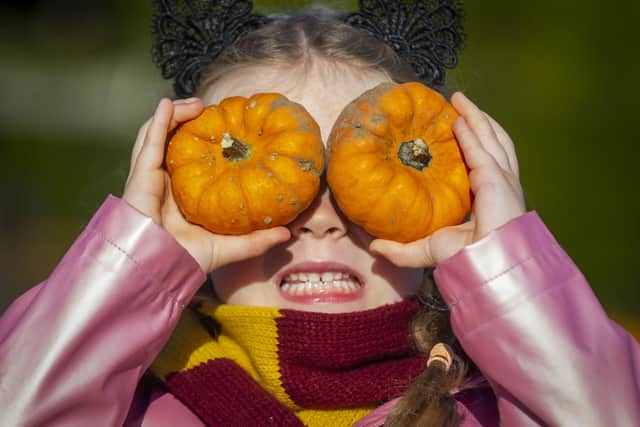 Visitors old and new said they will have to find a new pumpkin patch this year as the family farm closes their business