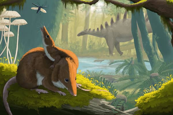 An artist's impression issued by National Museums of Scotland of Krusatodon kirtlingtonesis, a mammal that lived alongside dinosaurs on Skye about 166 millions years ago (Picture: Maija Karala/National Museums of Scotland/PA)