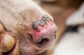 Dogs' noses can be particularly susceptible to sunburn.