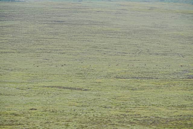 A herd of deer in the distance on Blair Atholl estate