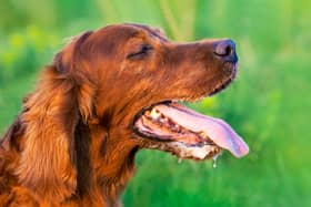 Keeping your dog cool on hot day and the importance of pet insurance