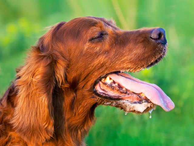Keeping your dog cool on hot day and the importance of pet insurance