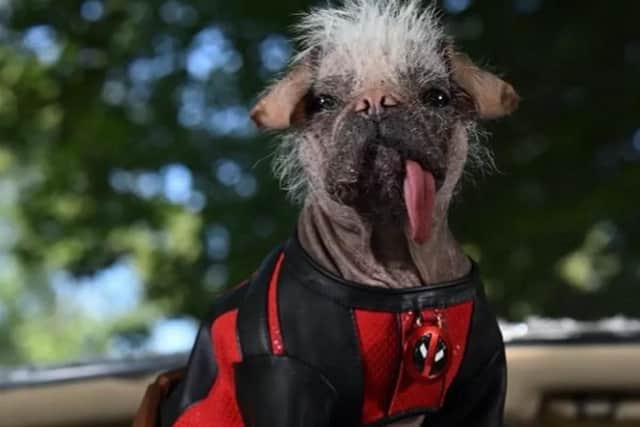 Peggy as Dogpool.
